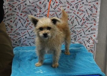 Lost, Adoptable: Tan Yorkshire