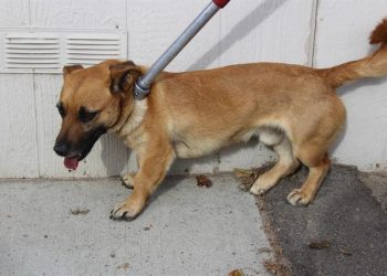 Lost, Adoptable: Male Corgi