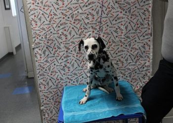 Lost, Adoptable: Male Dalmation