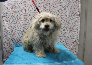 Lost, Adoptable: Male White Cocker Spaniel