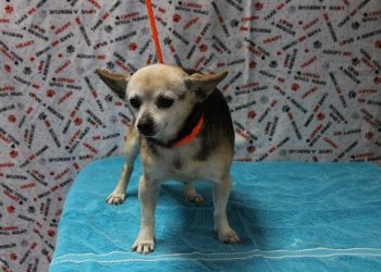 Lost, Adoptable: Female Tricolor Chihuahua