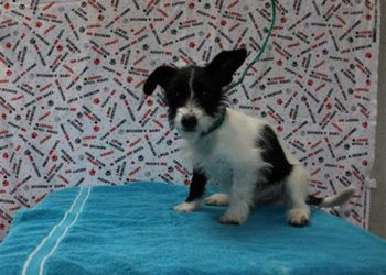 Lost, Adoptable: Male Jack Russel