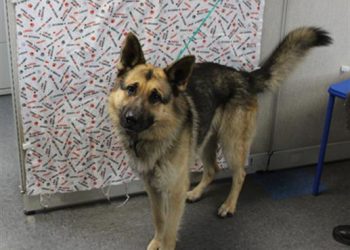 Lost, Adoptable: German Shepherd
