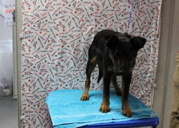 Lost, Adoptable: German Shepherd Puppy