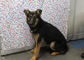 Lost, Adoptable: Female German Pup