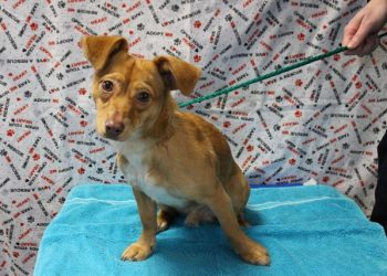 Lost, Adoptable: Dachsund
