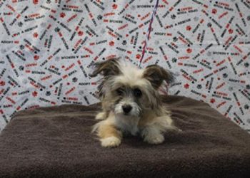 Lost, Adoptable: Yorkshire Mix