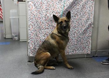 Lost, Adoptable: Belgian Malinois mix