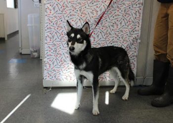 Lost, Adoptable: Siberian Husky pup