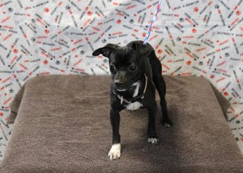 Lost, Adoptable: Black and White Chihuahua