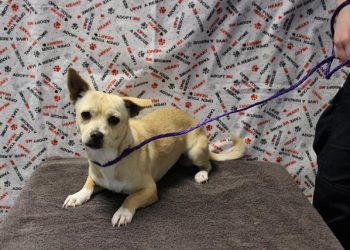 Lost, Adoptable: Tan Chihuahua