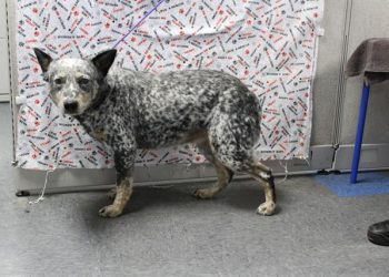 Lost, Adoptable: Queensland Heeler