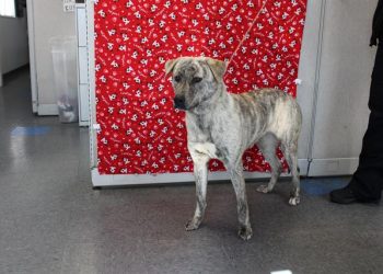 Lost, Adoptable: Female Brown Brindle Mix