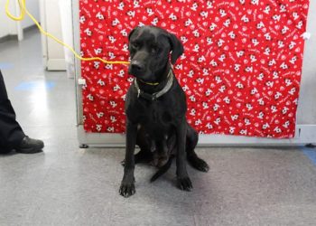 Lost, Adoptable: Female Black Lab