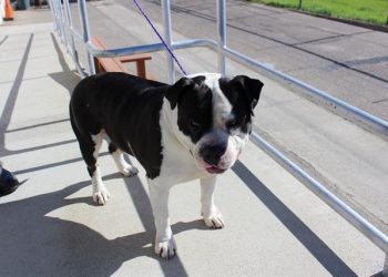 Lost, Adoptable: Male Black and White Pit