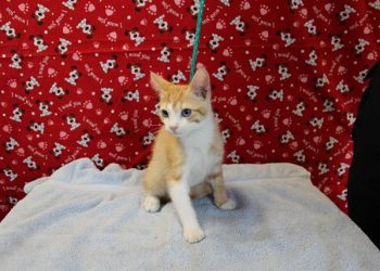 Lost, Adoptable: Male Orange Tabby