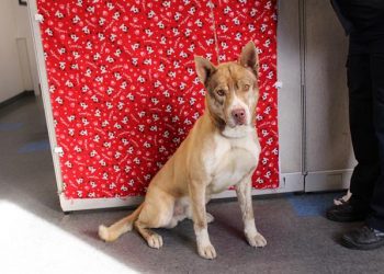 Lost, Adoptable: Tan Male Siberian