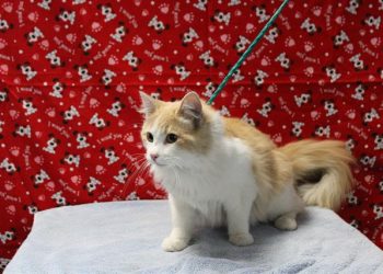 Lost, Adoptable: Male Cream Tabby Longhair