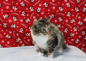 Lost, Adoptable: Female Calico