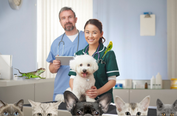 Pets & Veterinary