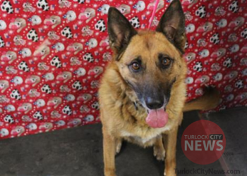 Lost German Shepherd