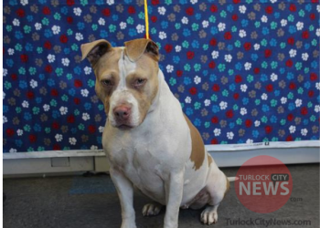 Lost Pit Bull Terrier