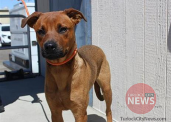 Lost Rhodesian Ridgeback