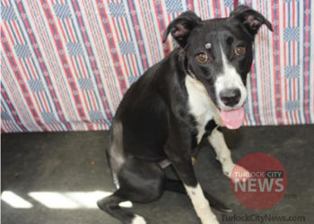 Lost Border Collie Mix