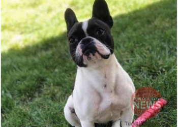 Lost Boston Terrier