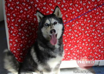 Lost Siberian Husky