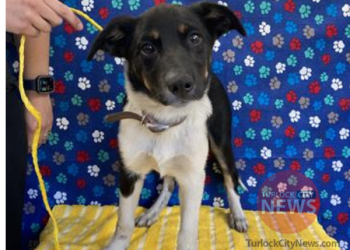 Lost Australian Shepherd Mix