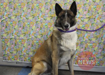 Lost Belgian Tervuren