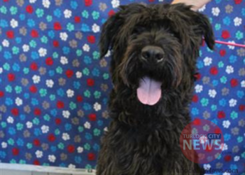 Lost Labrador Retriever Poodle