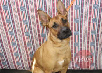 Lost German Shepherd Mix