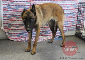 Lost: Belgian Malinois