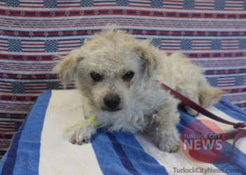 Lost Miniature Poodle Mix