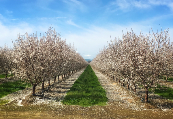 TURLOCK FARM