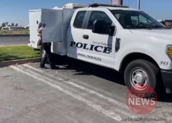 Man Arrested After Holding Down and Hitting Dog