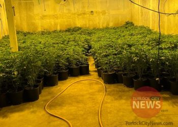 Man Arrested After Deputies Locate $500K Worth of Illegal Marijuana