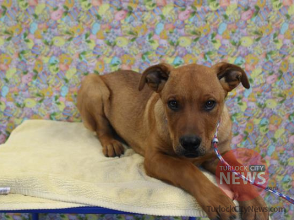 07 12 22 Lost Rottweiler Mix LM