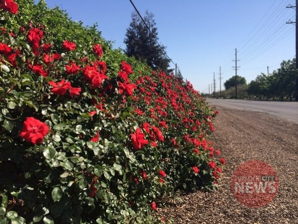 Kailey Fisicaro/TurlockCityNews.com|