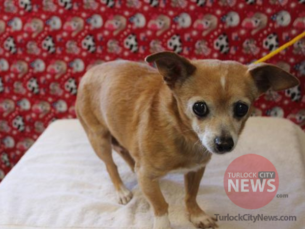 Lost Chihuahua