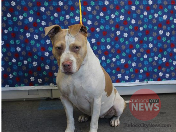 Lost Pit Bull Terrier