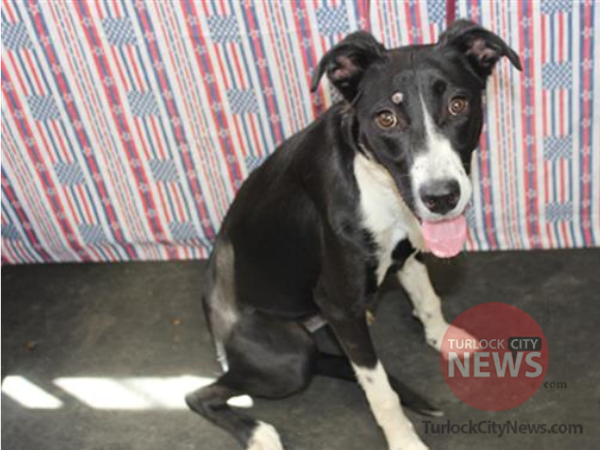 Lost Border Collie Mix