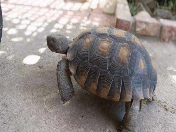 A community effort chronicled on nextdoor.com locates a Turlock residents missing Tortoise.