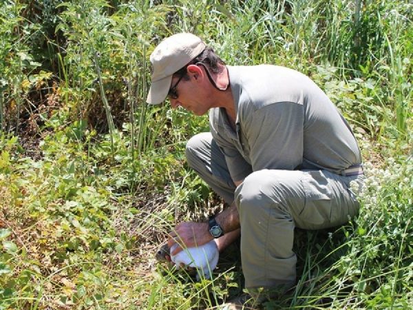 Courtesy of California State University, Stanislaus Endangered Species Recovery Program|