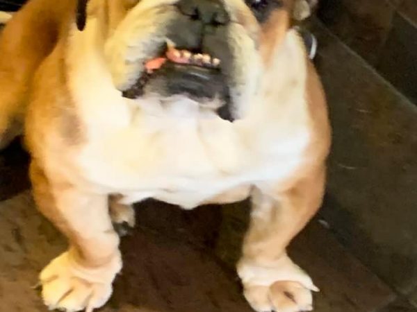 bulldog
