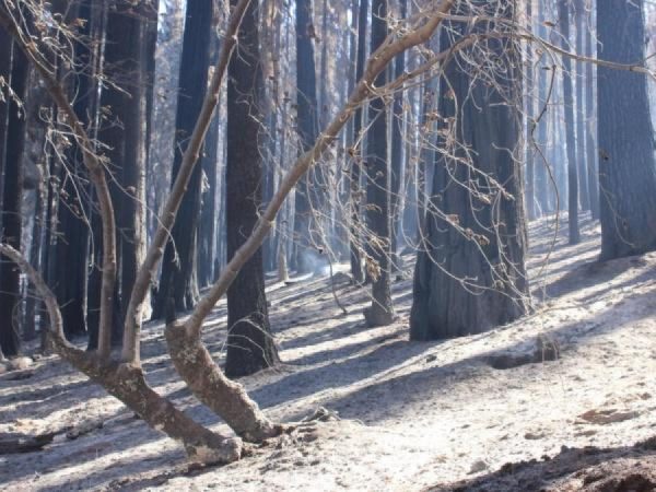 Mike McMillan - USFS|